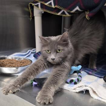 Domestic Medium Hair Cats Available for Adoption in Fort Wayne, Indiana - Jenga | PetCurious