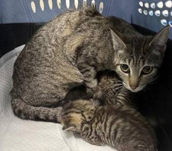 Giselle -  Domestic Short Hair Cat for Adoption in Oakland, California - Giselle | PetCurious