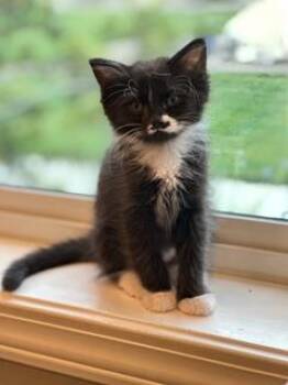 Bodie -  Domestic Short Hair Cat for Adoption in Gardnerville, Nevada - Bodie | PetCurious