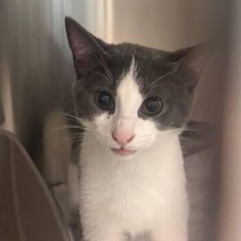Joy -  Domestic Short Hair Cat for Adoption in Clearwater, Florida - Joy | PetCurious