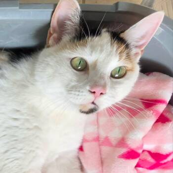 Calico Cats Available for Adoption - Trinity - Velcro Lovebug | PetCurious