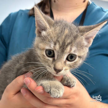 Rescue Domestic Short Hair Cats for Adoption in Washington, District Of Columbia - Jessica | PetCurious