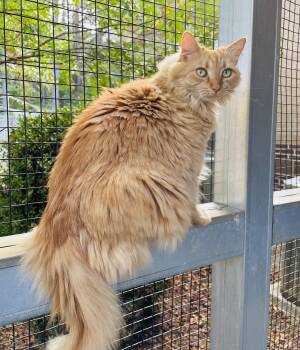 Rescue Domestic Long Hair Cats for Adoption in Salisbury, North Carolina - Marmalade | PetCurious