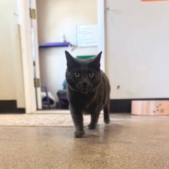 Domestic Short Hair Cats Available for Adoption in Las Vegas, Nevada - Ladybird | PetCurious