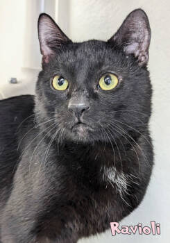 Rescue Domestic Short Hair Cats for Adoption in Mason, Michigan - Ravioli | PetCurious