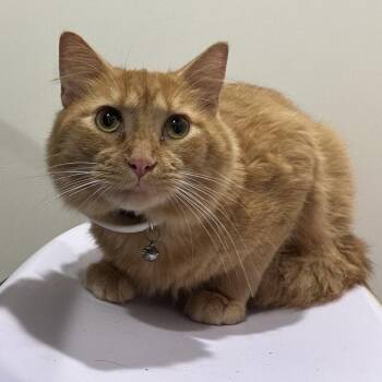 Domestic Long Hair Cats Available for Adoption in Tampa, Florida - Chester | PetCurious