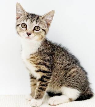 Missy is a mushball - so darn sweet -  Bengal and Turkish Van Cat for Adoption in Bedford Hills, New York - Missy Is A Mushball - So Darn Sweet | PetCurious