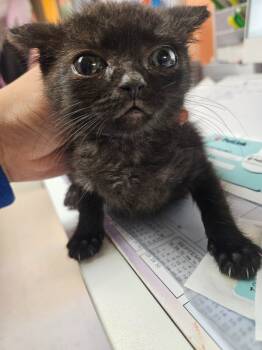 Rescue Domestic Short Hair Cats for Adoption in Morgantown, Kentucky - Pluto | PetCurious