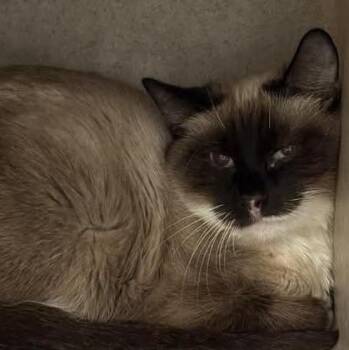 Siamese Cats Available for Adoption - Mya | PetCurious