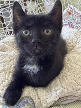 Insider Trading -  Domestic Short Hair Cat for Adoption in Trenton, New Jersey - Insider Trading | PetCurious