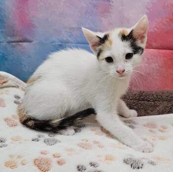 Domestic Short Hair Cats Available for Adoption in Washington Court House, Ohio - Button | PetCurious