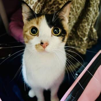 Domestic Short Hair Cats Available for Adoption in Kyle, Texas - RITA | PetCurious