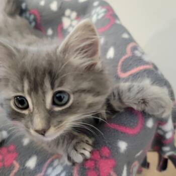 Echo -  Domestic Long Hair Cat for Adoption in Washougal, Washington - Echo | PetCurious