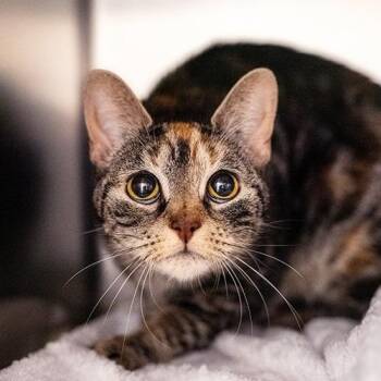 Anna -  Domestic Short Hair Cat for Adoption in Brockton, Massachusetts - Anna | PetCurious