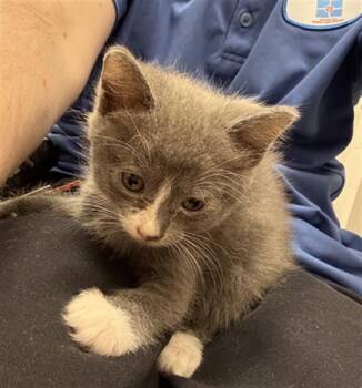 EDIE -  Domestic Short Hair Cat for Adoption in Indianapolis, Indiana - EDIE | PetCurious