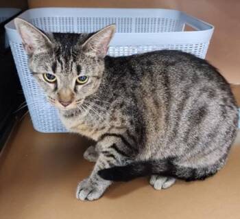 Ocean (Adoption Fee Sponsored) -  Domestic Short Hair Cat for Adoption in Seneca, South Carolina - Ocean (Adoption Fee Sponsored) | PetCurious