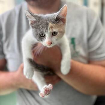 Amber -  Domestic Short Hair Cat for Adoption in New Fairfield, Connecticut - Amber | PetCurious