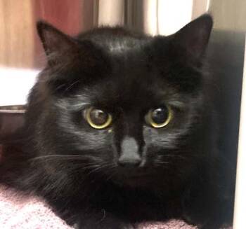 Domestic Short Hair Cats Available for Adoption in Cincinnati, Ohio - Hydrox | PetCurious