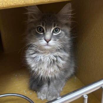 Nicomo 54486 -  Domestic Short Hair Cat for Adoption in Las Vegas, Nevada - Nicomo 54486 | PetCurious