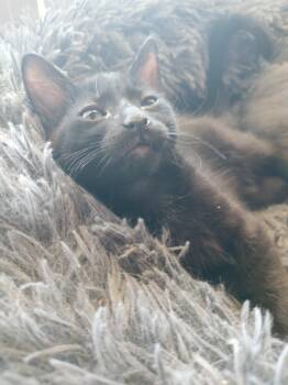 Domestic Short Hair Cats Available for Adoption in Phoenix, Arizona - Astro | PetCurious