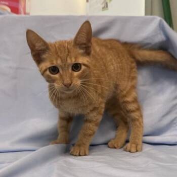 Robert -  American Shorthair Cat for Adoption in Freeport, Florida - Robert | PetCurious