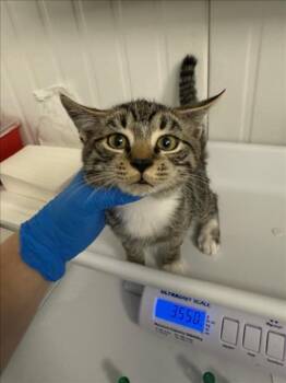 Rescue Domestic Short Hair Cats for Adoption in Woodland, California - *CLINT | PetCurious