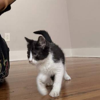 OnlyBeans -  Domestic Short Hair Cat for Adoption in South Euclid, Ohio - OnlyBeans | PetCurious