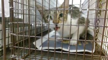 Domestic Short Hair Cats Available for Adoption in Doral, Florida - SASHA | PetCurious