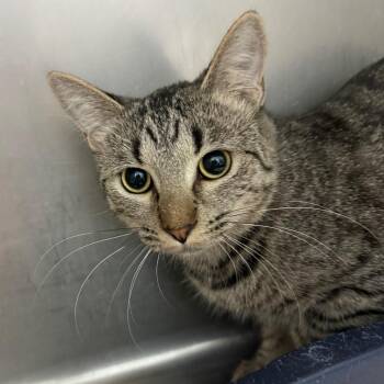 Jenny -  Domestic Short Hair Cat for Adoption in Casa Grande, Arizona - Jenny | PetCurious