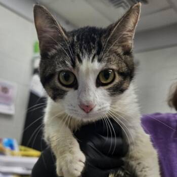 Holly Blue -  Domestic Short Hair Cat for Adoption in Evansville, Indiana - Holly Blue | PetCurious