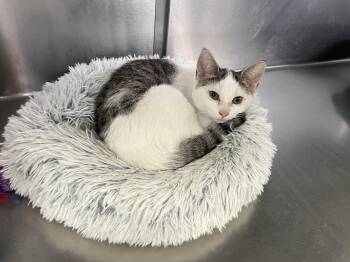 Rescue Domestic Short Hair Cats for Adoption in Wantagh, New York - Butterscotch | PetCurious