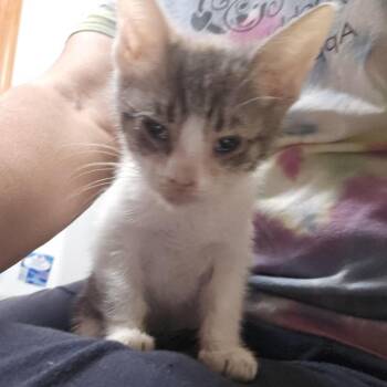 Jade -  Domestic Short Hair Cat for Adoption in Lynchburg, Virginia - Jade | PetCurious