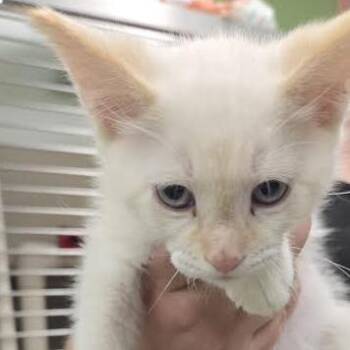 Barley -  Domestic Short Hair Cat for Adoption in Durango, Colorado - Barley | PetCurious
