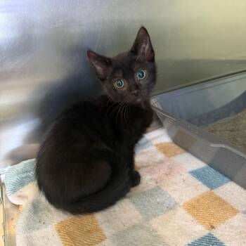Judy -  Domestic Short Hair Cat Available for Adoption in Emporia, Kansas - Judy | PetCurious