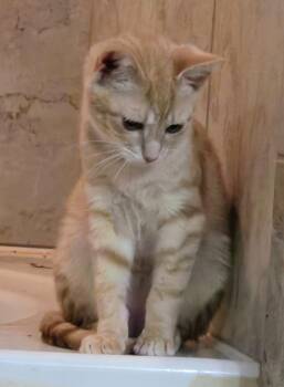 Salmon -  Domestic Short Hair Cat for Adoption in Evans, Georgia - Salmon | PetCurious