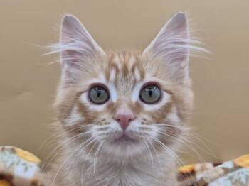Elvis -  Domestic Medium Hair Cat for Adoption in Portland, Oregon - Elvis | PetCurious
