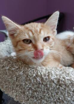 Sherbert * IN FOSTER * -  Domestic Short Hair Cat for Adoption in South Bend, Indiana - Sherbert * IN FOSTER * | PetCurious