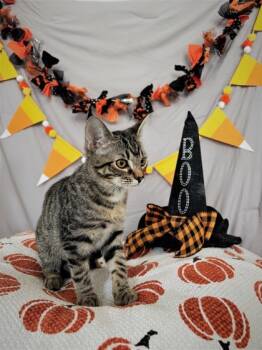 Rescue Domestic Short Hair Cats for Adoption in Cumming, Georgia - Tomato 1271-25 | PetCurious