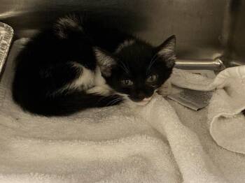 CHELSEA -  Domestic Short Hair Cat for Adoption in Tustin, California - CHELSEA | PetCurious