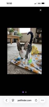 Spare Tire -  Domestic Short Hair Cat for Adoption in Saginaw, Michigan - Spare Tire | PetCurious
