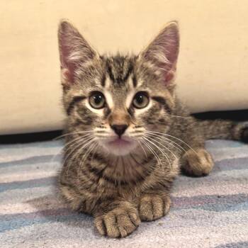 Welsh Terrier -  Domestic Short Hair Cat for Adoption in Hopkinton, Massachusetts - Welsh Terrier | PetCurious