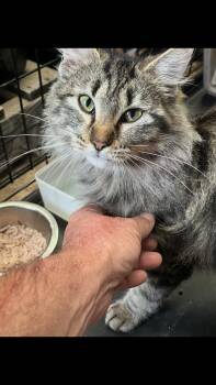 Jennifer -  Maine Coon Cat Available for Adoption - Jennifer | PetCurious