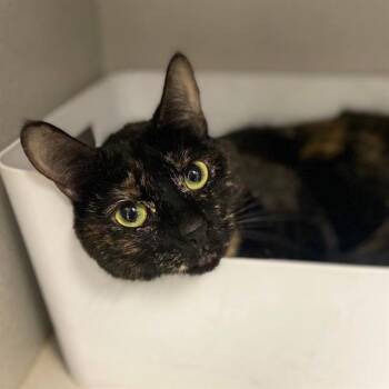 Domestic Short Hair Cats Available for Adoption in Aurora, Colorado - PIXEL | PetCurious