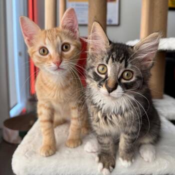 Baker (Mountains) -  Domestic Medium Hair Cat for Adoption in Charlotte, North Carolina - Baker (Mountains) | PetCurious