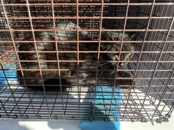 A661804 -  Domestic Short Hair Cat for Adoption in Houston, Texas - A661804 | PetCurious
