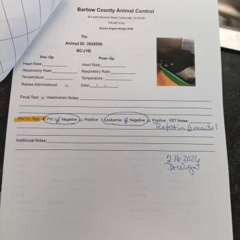 Domestic Short Hair Cats Available for Adoption - Yin | PetCurious