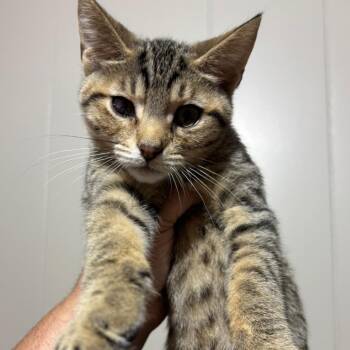 Tootsie Roll -  Domestic Short Hair Cat for Adoption in Dekalb, Illinois - Tootsie Roll | PetCurious