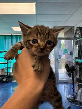 Orbit -  Domestic Short Hair Cat for Adoption in Johnson City, Tennessee - Orbit | PetCurious