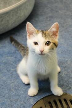 Rescue American Shorthair Cats for Adoption in Urbana, Ohio - Darci | PetCurious