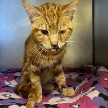 Domestic Short Hair Cats Available for Adoption in York, Pennsylvania - Kratz Rd | PetCurious